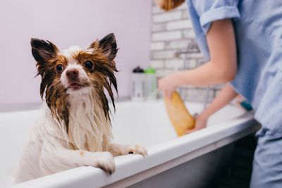 Pet Grooming and Pet Sitting Insurance in Kalispell, MT by GlobalGreen Insurance Agency® of Montana