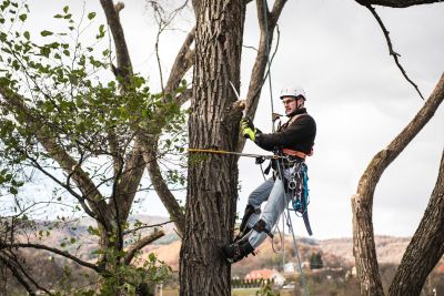 Tree Trimming Insurance in Kalispell, MT by GlobalGreen Insurance Agency® of Montana